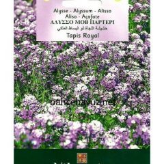 Alisyum Kraliyet Halısı Çiçek Tohumu