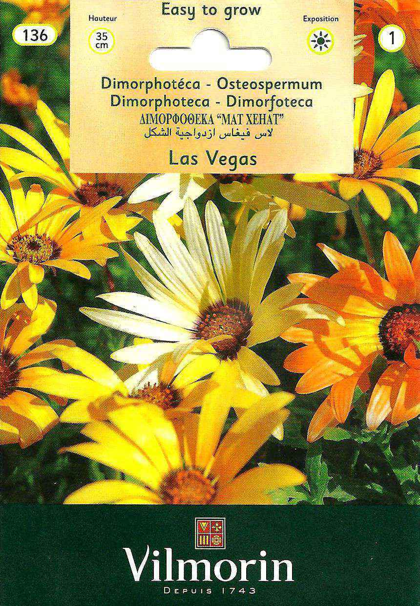 Vilmorin Las Vegas Çiçek Tohumu 