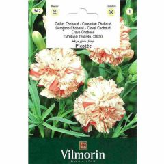 Vilmorin Alacalı İri Çiçekli Karanfil Çiçeği Kokulu