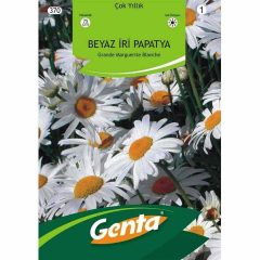 Genta Alman Papatyası (Margrit Papatya) Çiçeği