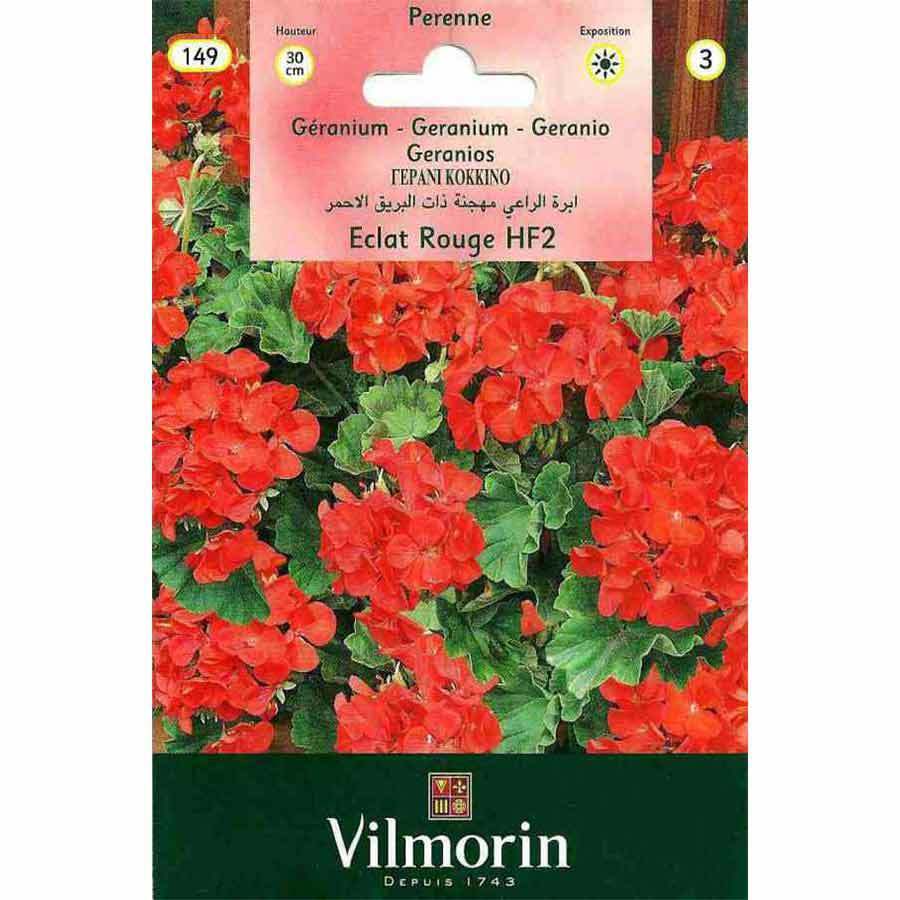 Vilmorin Kırmızı Hibrid Sardunya Çiçeği 