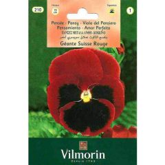 Vilmorin Kırmızı Alacalı Hercai Menekşe Çiçeği