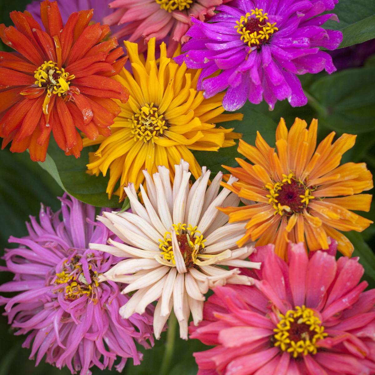 Zinya (Kirli Hanım)