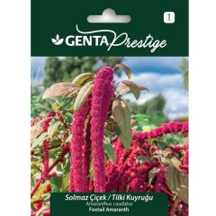 Genta Prestige Tilki Kuyruğu Çiçeği