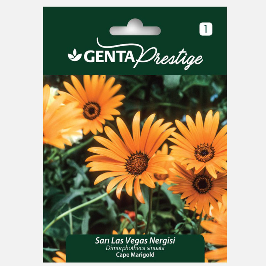 Genta Prestige Las Vegas Nergisi Çiçeği 